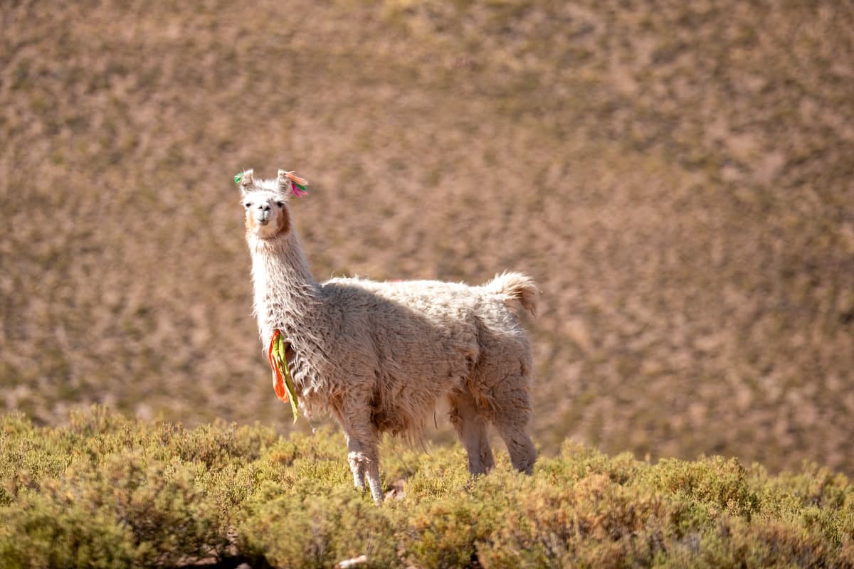 Llama with decorative ribbons standing on an arid hillside in a small town in the Altiplano of Bolivia