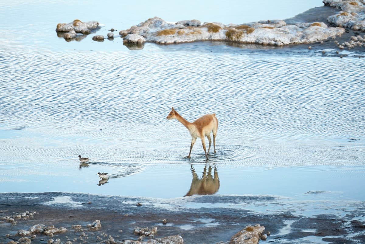 Guanaco walking in Laguna Colorado in Eduardo Avaroa Andean Fauna National Reserve in the Altiplano of Bolivia