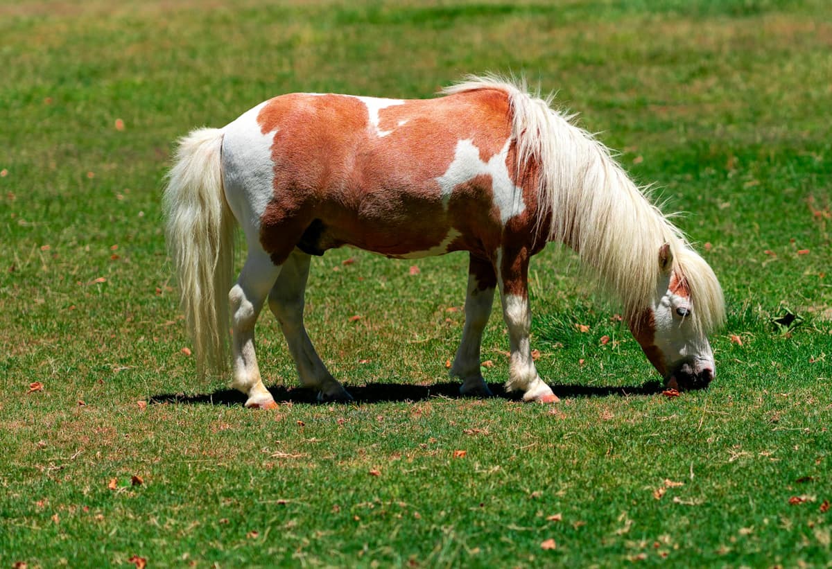 Miniature horse grazing grass at the Quicksilver Miniature Horse Ranch outside of Solvang, California 