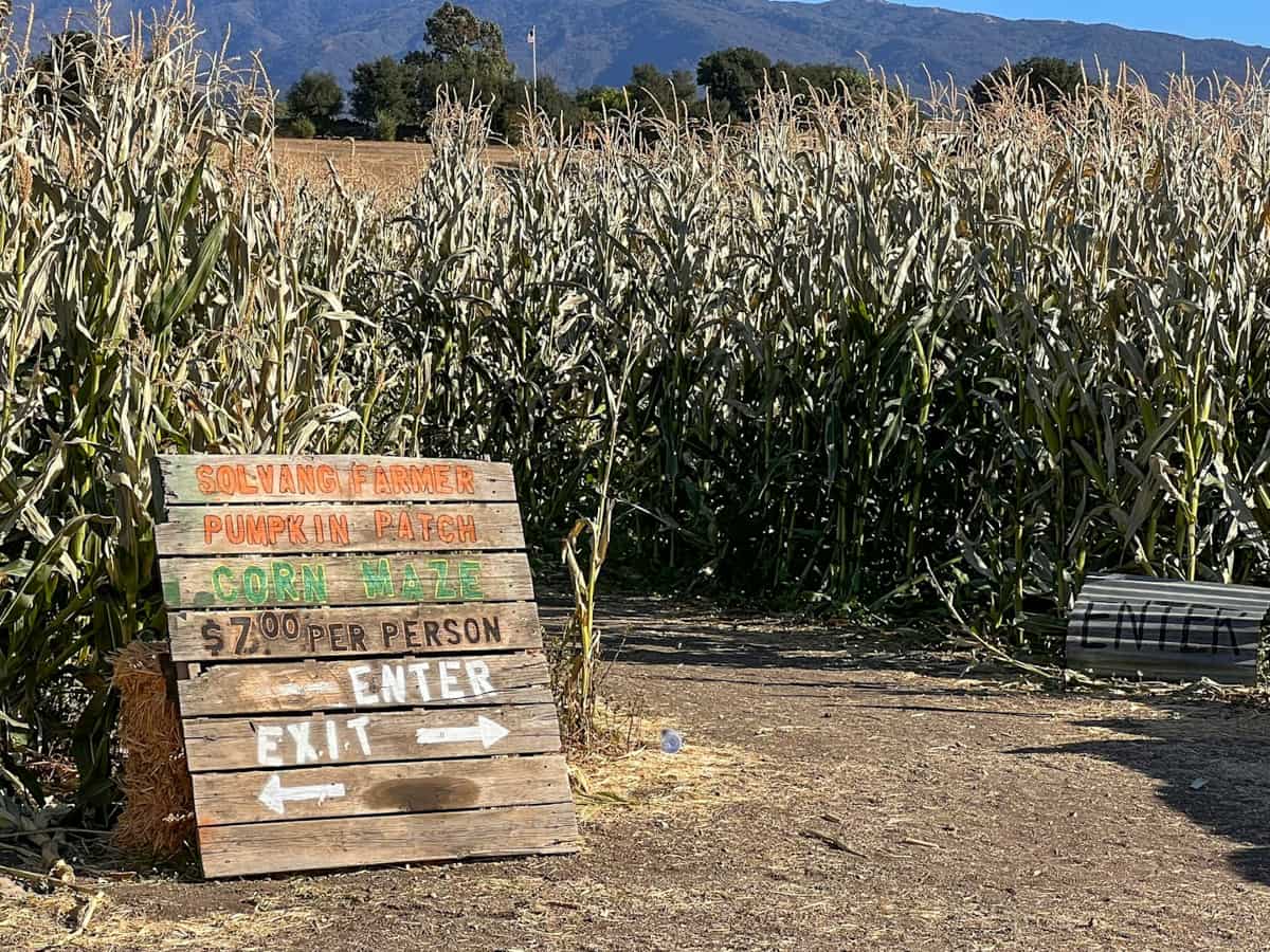 Sign for pumpkin patch in Solvang, California with a cornfield in the background