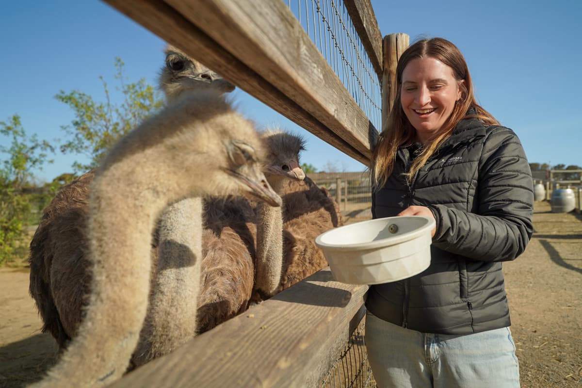 Three ostriches waiting to eat out of a feed bowl held by a woman at Ostrichland in Solvang, California