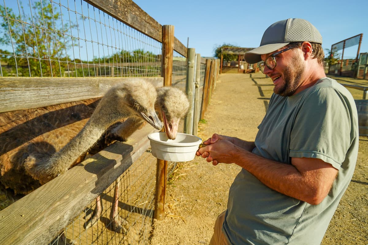 Two ostriches eating out of a feed bowl held by a man in Ostrichland in Solvang, California