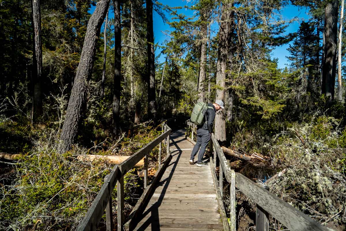 Man standing on a wooden boardwalk in a pygmy forest in Van Damme State Park in Mendocino, California
