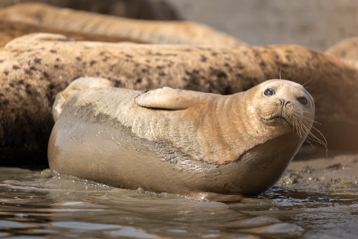 Harbor seal laying on a muddy shoreline in Moss Landing, California