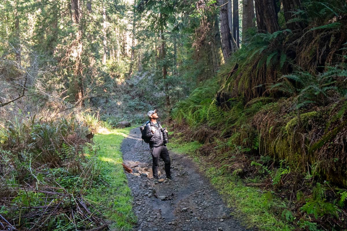 Man standing along the Fern Canyon Trail with a fern-covered slope in Van Damme State Park in Mendocino, California