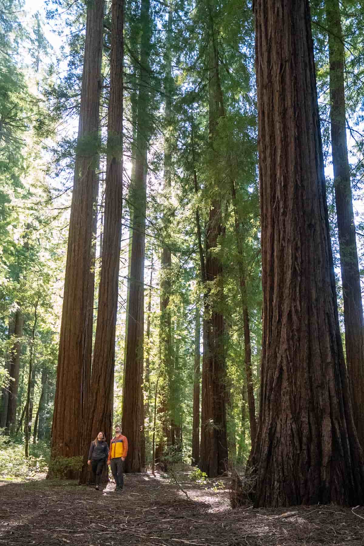 Couple standing at the foot of Redwood trees in Leggett, California