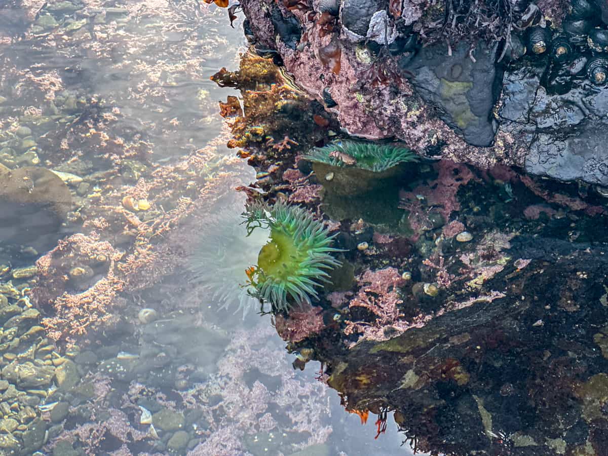 Tide pool with sea anemones, snails. and mussels at MacKerricher State Marine Conservation Area in Fort Bragg, California
