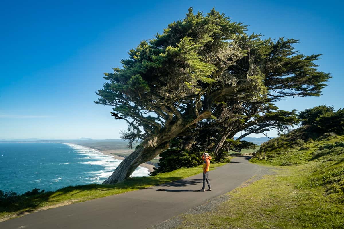 Man standing under a leaning cypress  tree along the pathway to Point Reyes Lighthouse with South Beach in the background in Point Reyes National Seashore in California