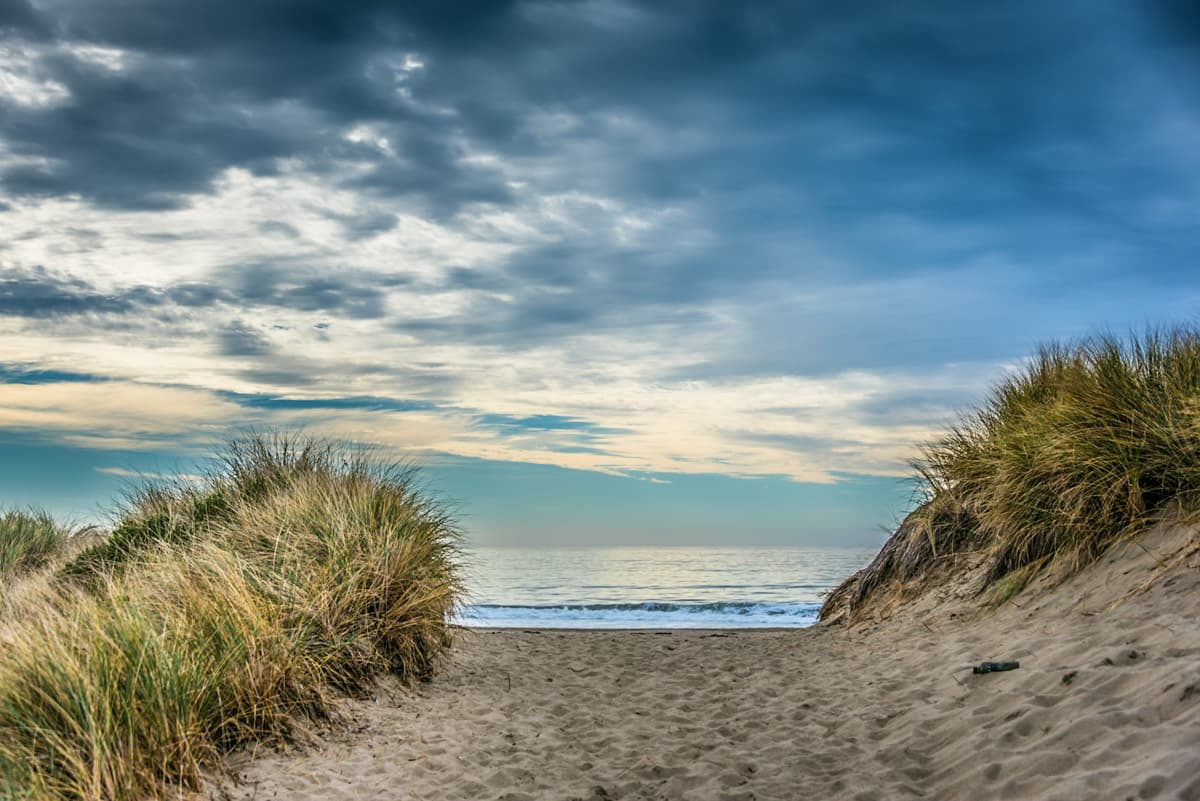 Grassy sand dunes with the Pacific Ocean in the background in Point Reyes National Seashore in California