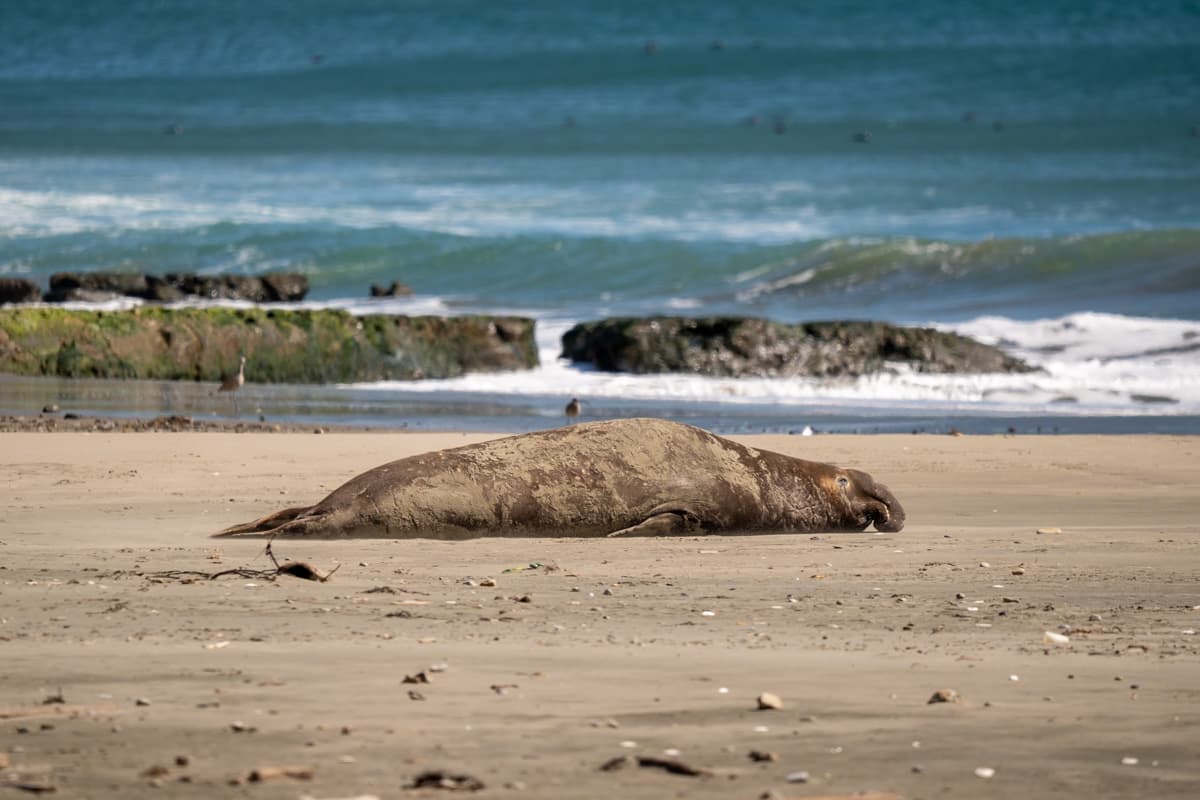 Male elephant seal laying on Drakes Beach with a sea stack in the background in Point Reyes National Seashore in California