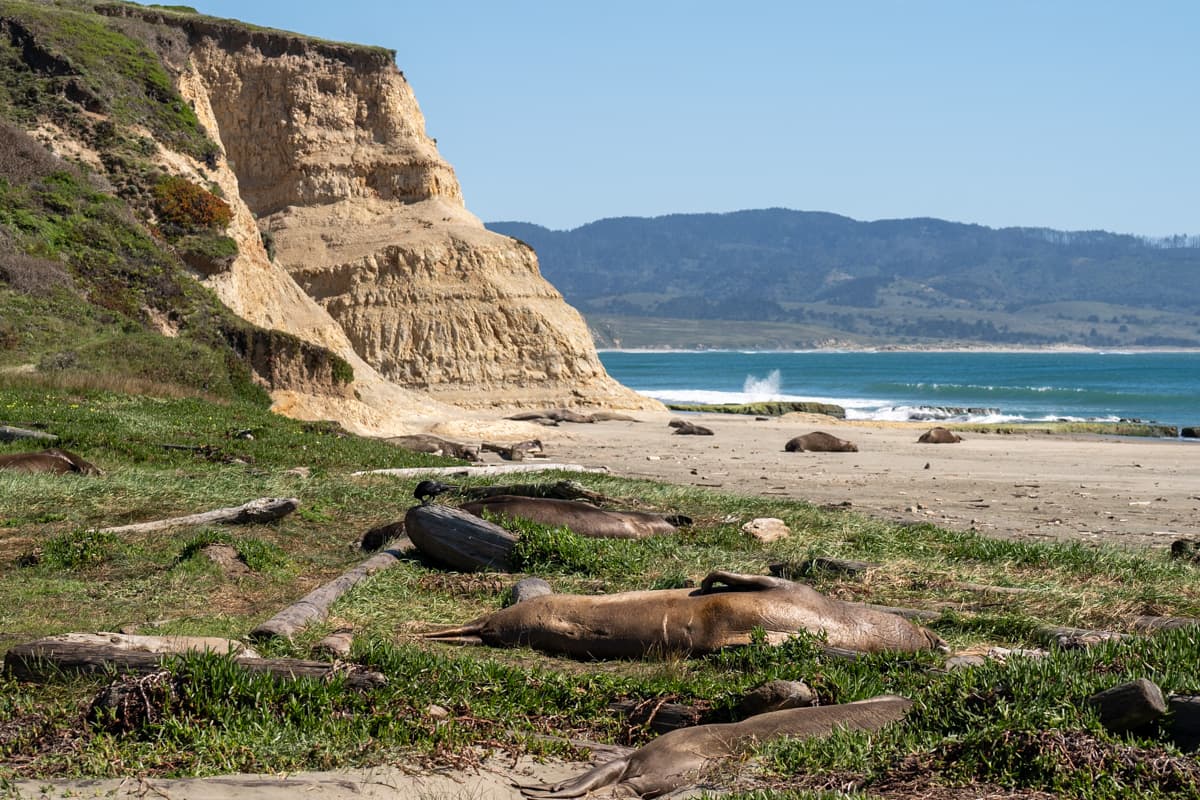 Elephant seals laying on Drakes Beach with a sandstone sea cliff in the background in Point Reyes National Seashore in California