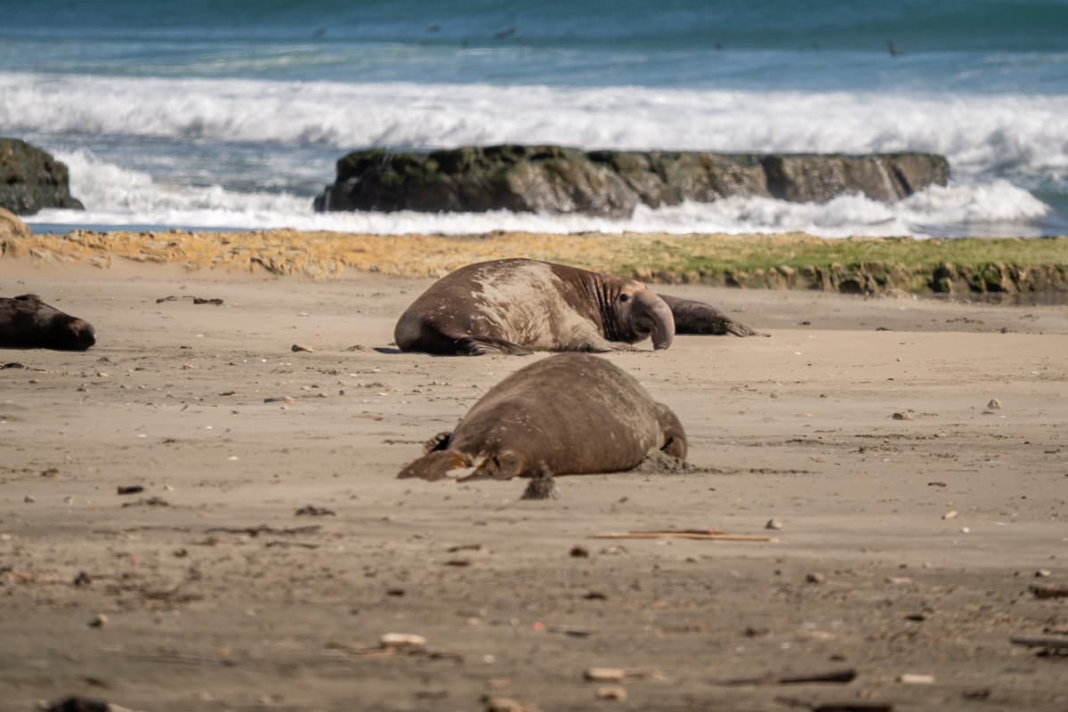 Elephant seals laying on Drakes Beach with a sea stack in the background in Point Reyes National Seashore in California
