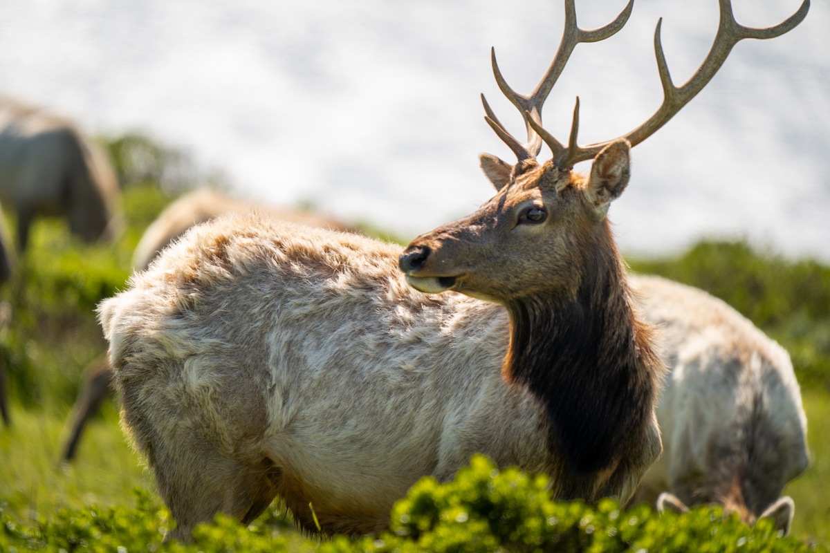 Male tule elk with antlers standing behind shrubs along the Tomales Point Trail in Point Reyes National Seashore in California