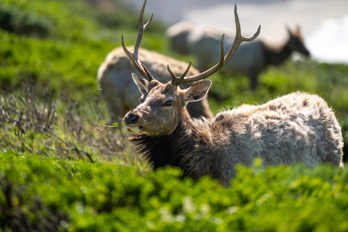 Male tule elk standing behind shrubs along the Tomales Point Trail in Point Reyes National Seashore