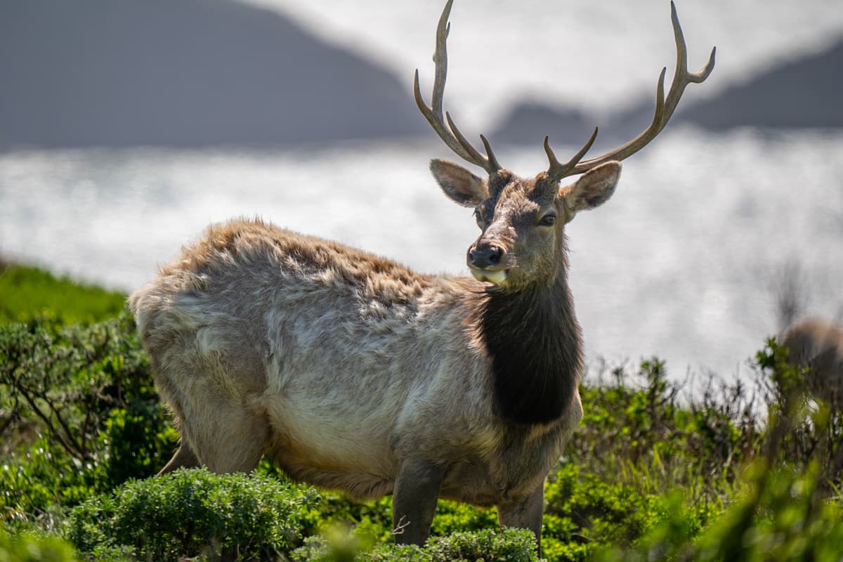 Tule elk standing in shrubs along the Tomales Point Trail in Point Reyes National Seashore in California