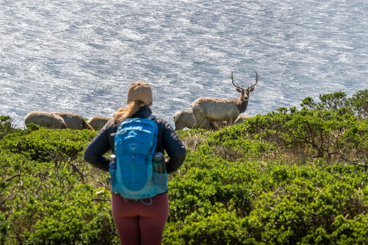Woman standing along the Tomales Point Trail, with a tule elk and Pacific Ocean in the background, in Point Reyes National Seashore in California